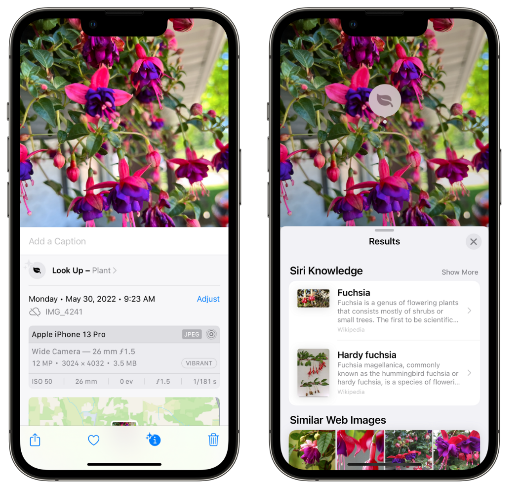 成武苹果手机维修分享小技巧：使用 iPhone 相机识别花卉植物 